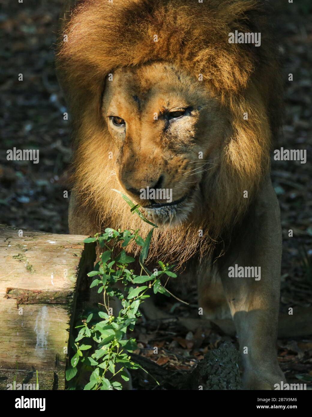 Closeup Portrait of a Lion at the Jacksonville Zoo Stock Photo