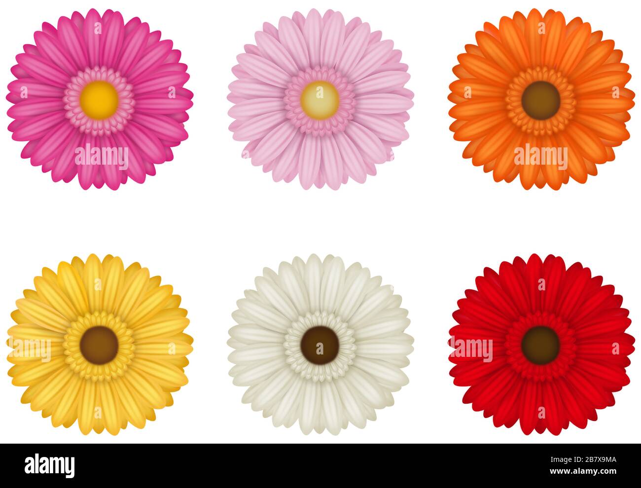 set of colorful gerberas flowers on white background Stock Vector