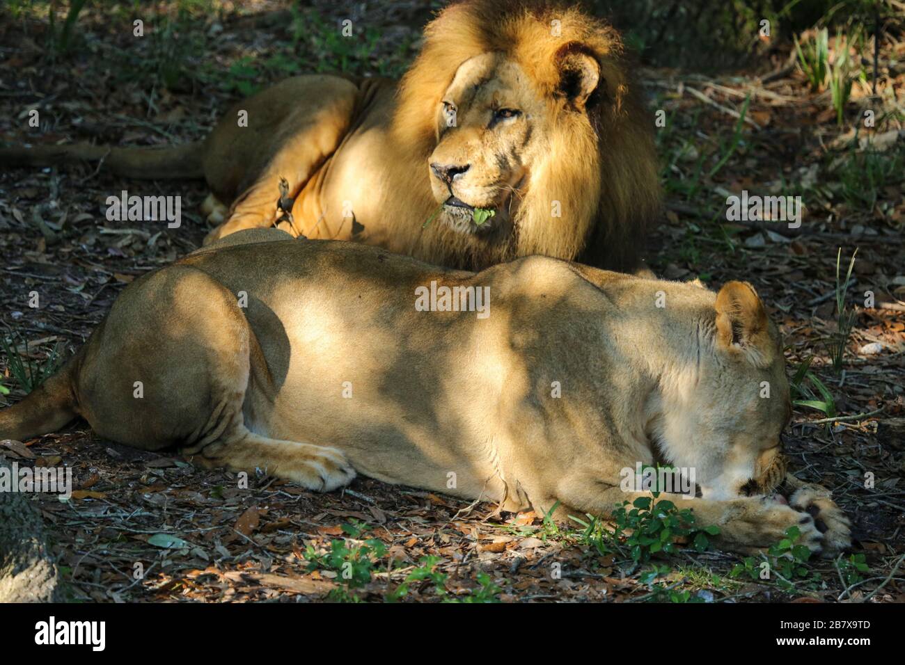 Lion and Lioness Relaxing at the Jacksonville Zoo Stock Photo Alamy