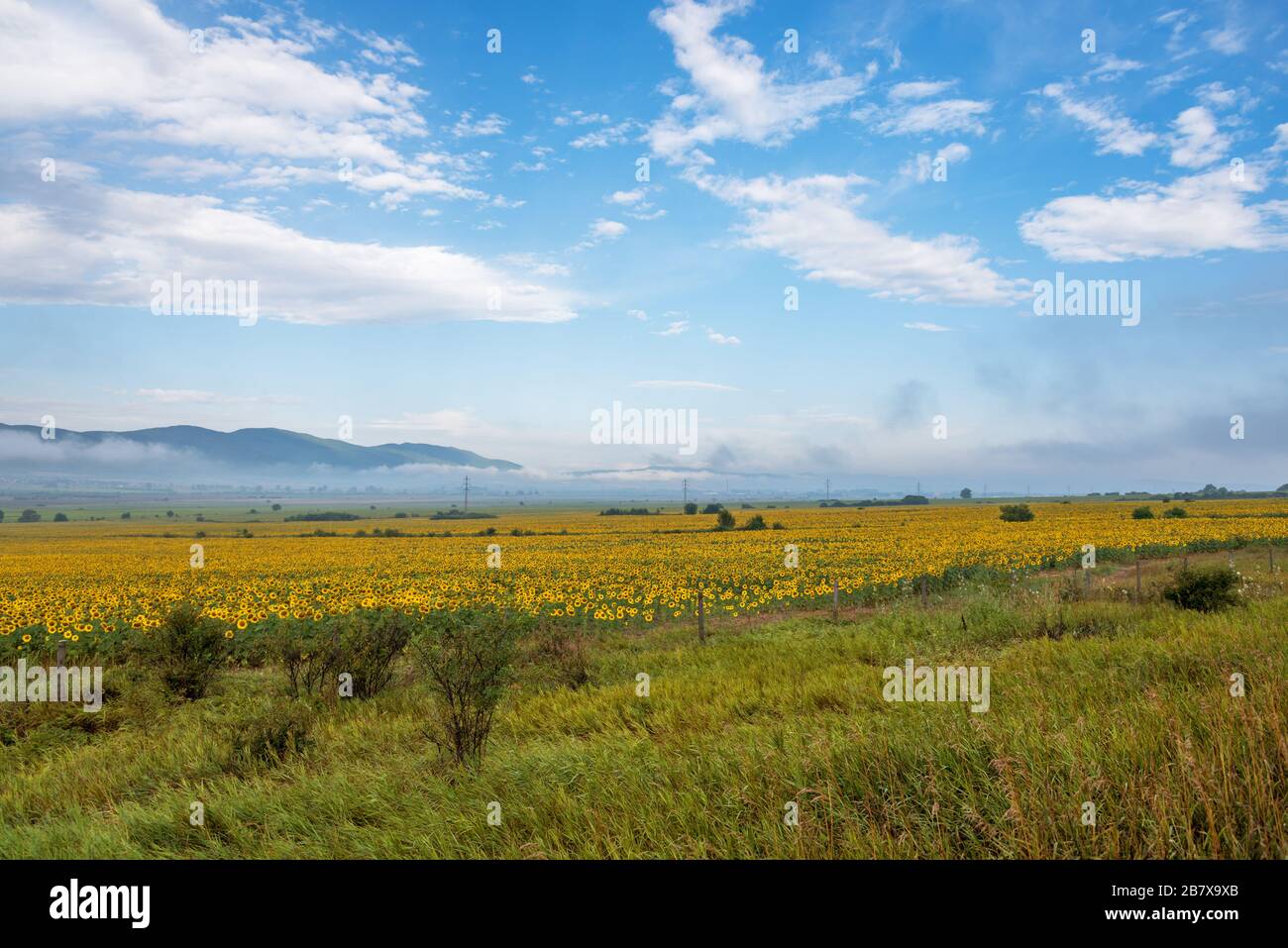 Sunflower field at sunrise and dramatic sky Stock Photo - Alamy