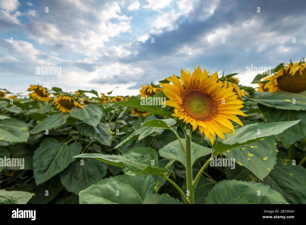Sunflower field in rural area, under storm clouds, in summer Stock ...