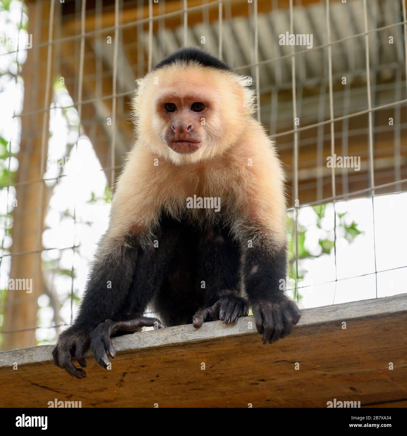 Capuchin monkey, French Cay, Roatan, Honduras Stock Photo - Alamy
