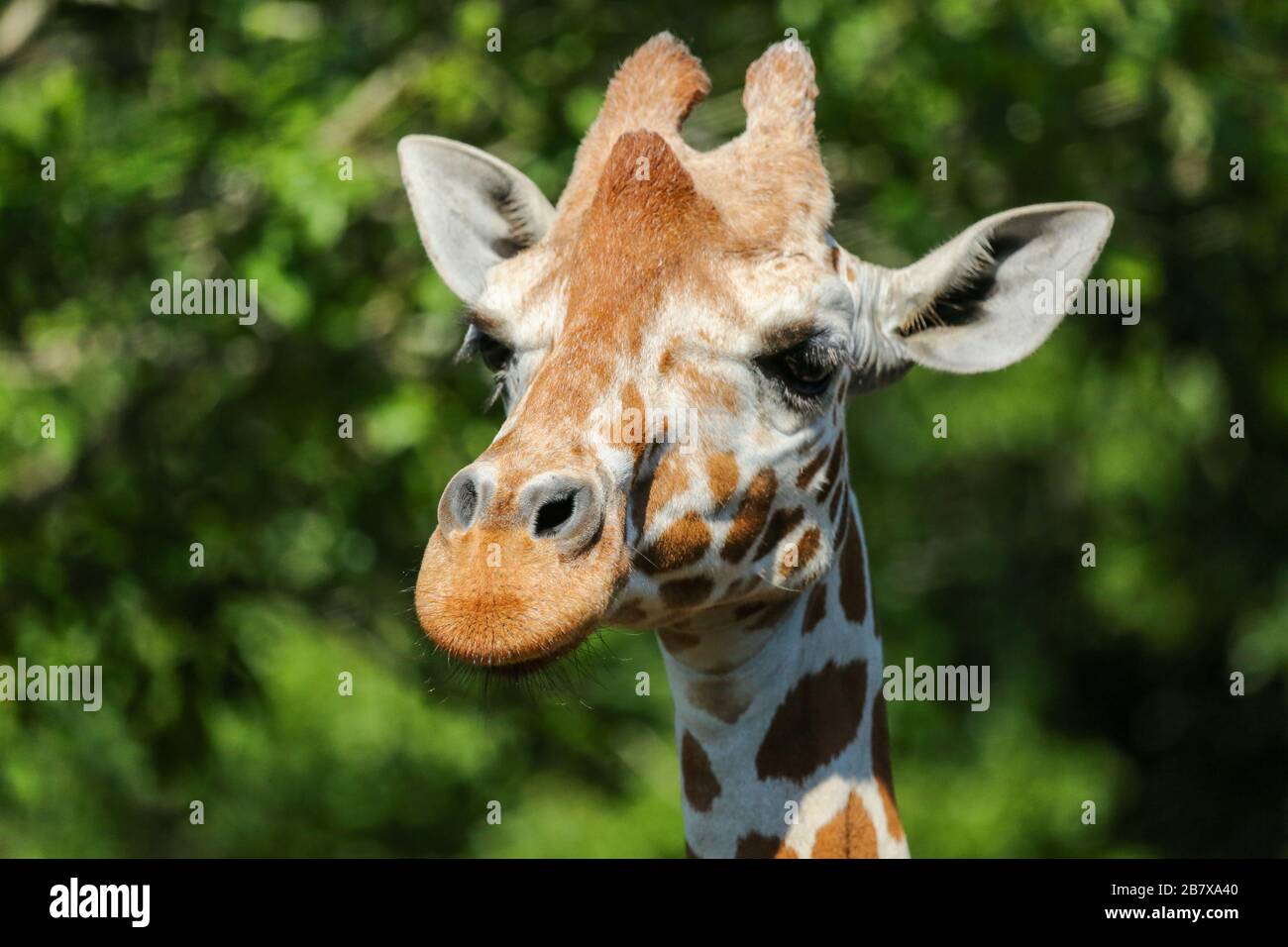 Giraffe Portrait at the Jacksonville Zoo Stock Photo