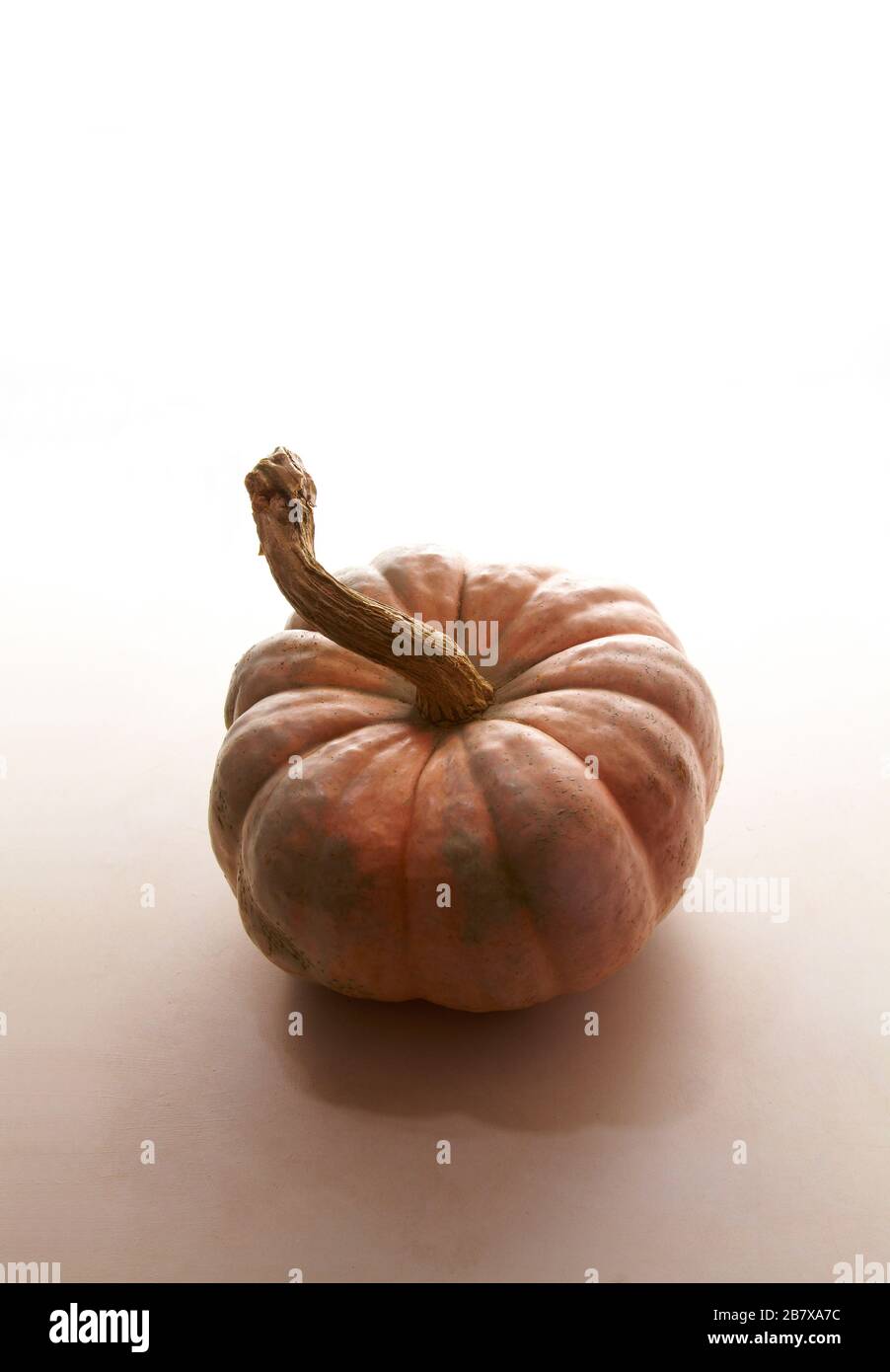 Cinderella Pumpkin with Long Stem Stock Photo