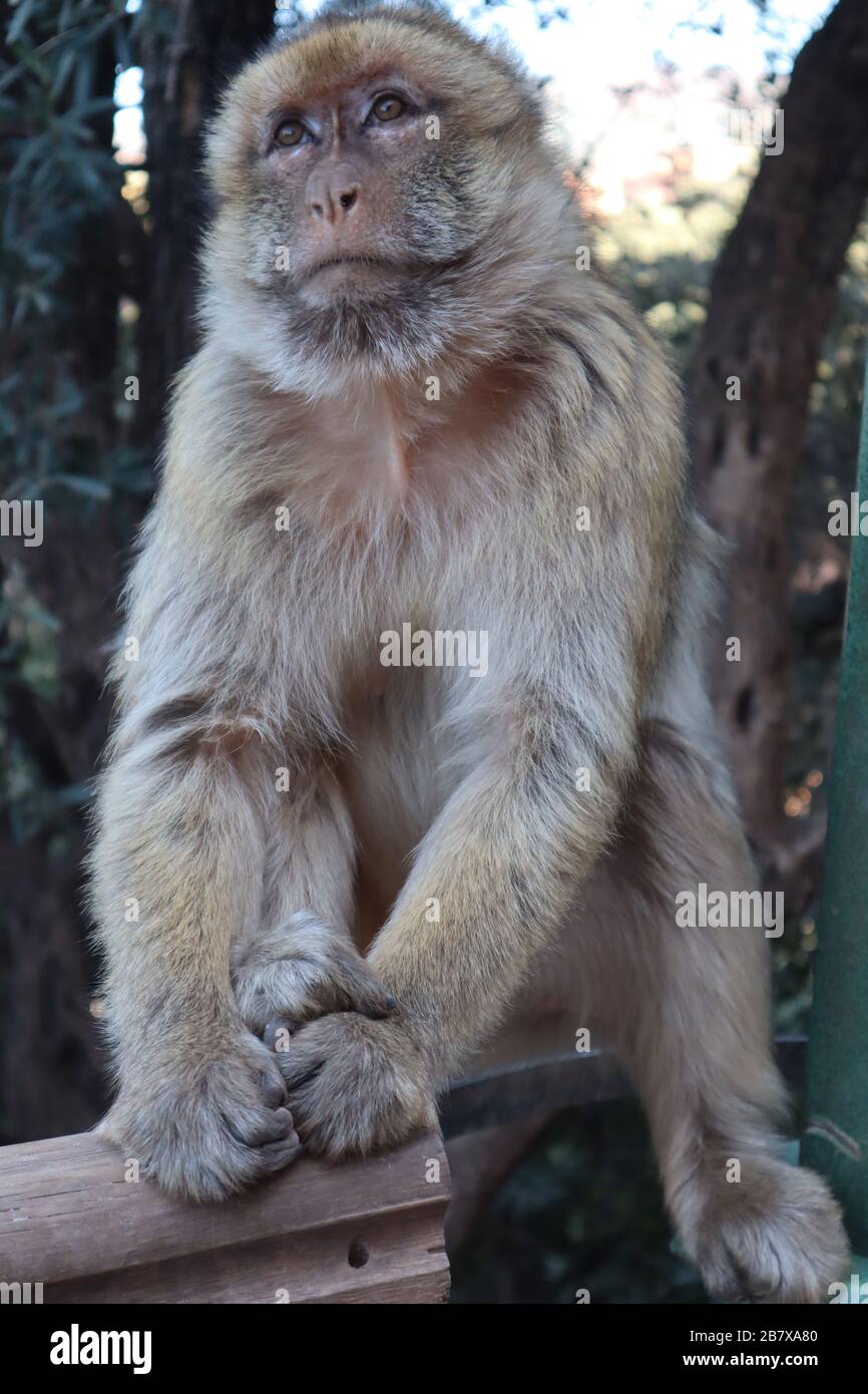 Macaque monkeys Ouzoud Waterfalls Atlas Mountains Morocco Stock Photo