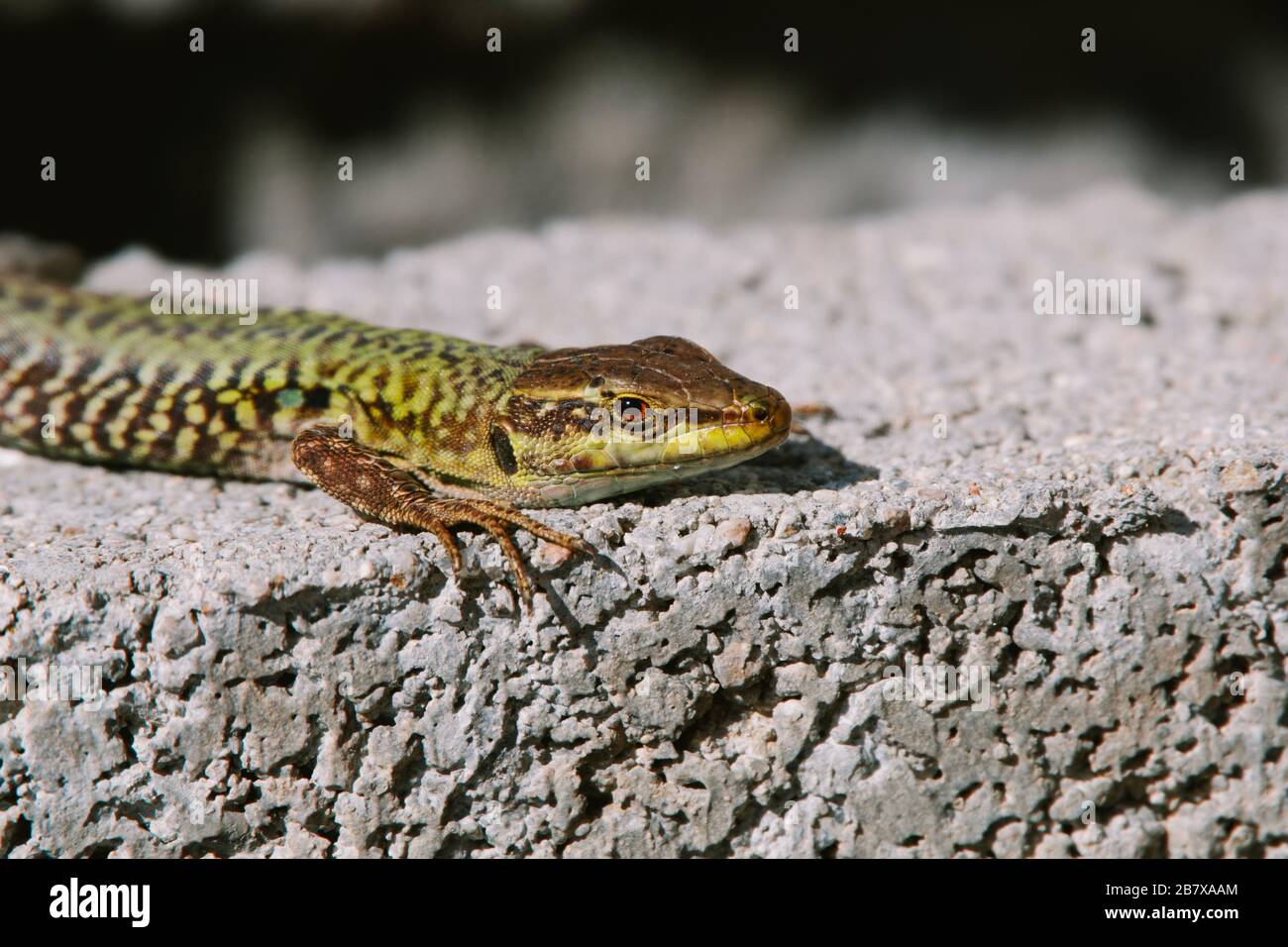 Lizard Bathing Fauna pattern hi-res stock photography and images - Alamy