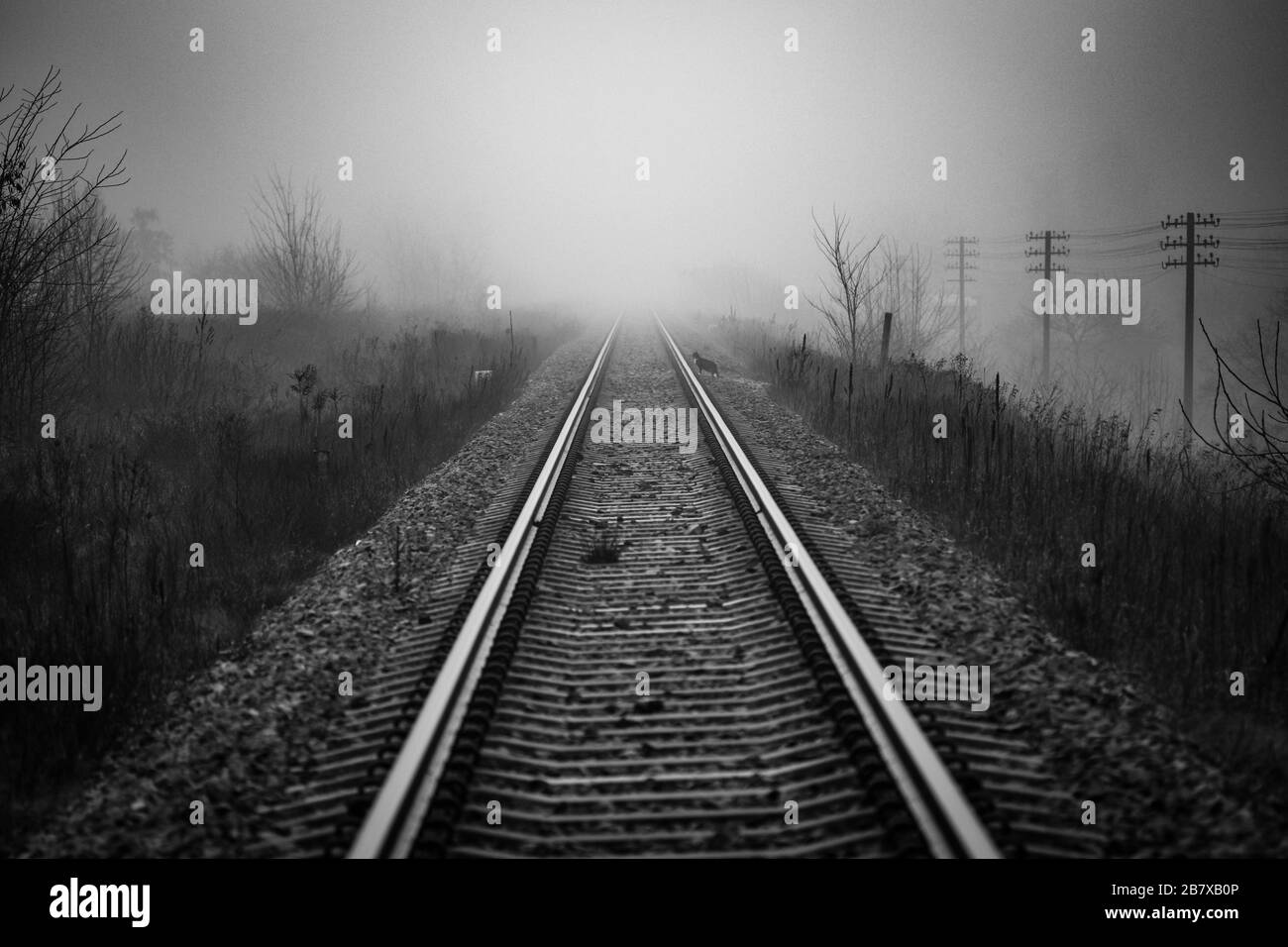 Perspective of railway track disappearing in mist in foggy morning with cat in distance trying to cross rail line - monochrome image Stock Photo