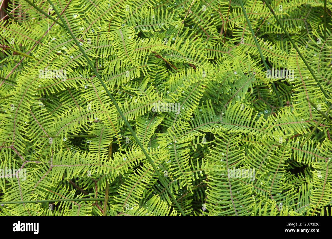Wild ferns hi-res stock photography and images - Alamy