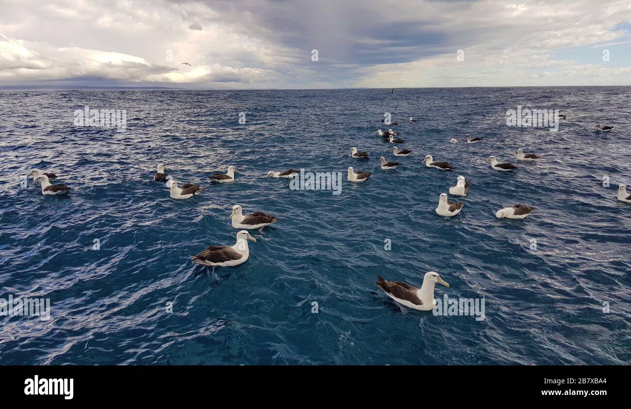 White capped albatrosses hi-res stock photography and images - Alamy