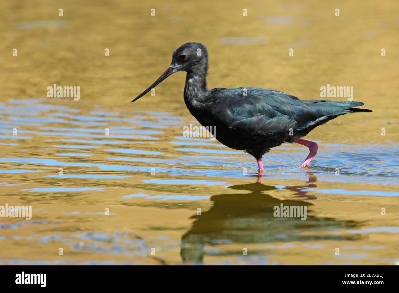 Black stilt, rare and endangered bird of New Zealand Stock Photo