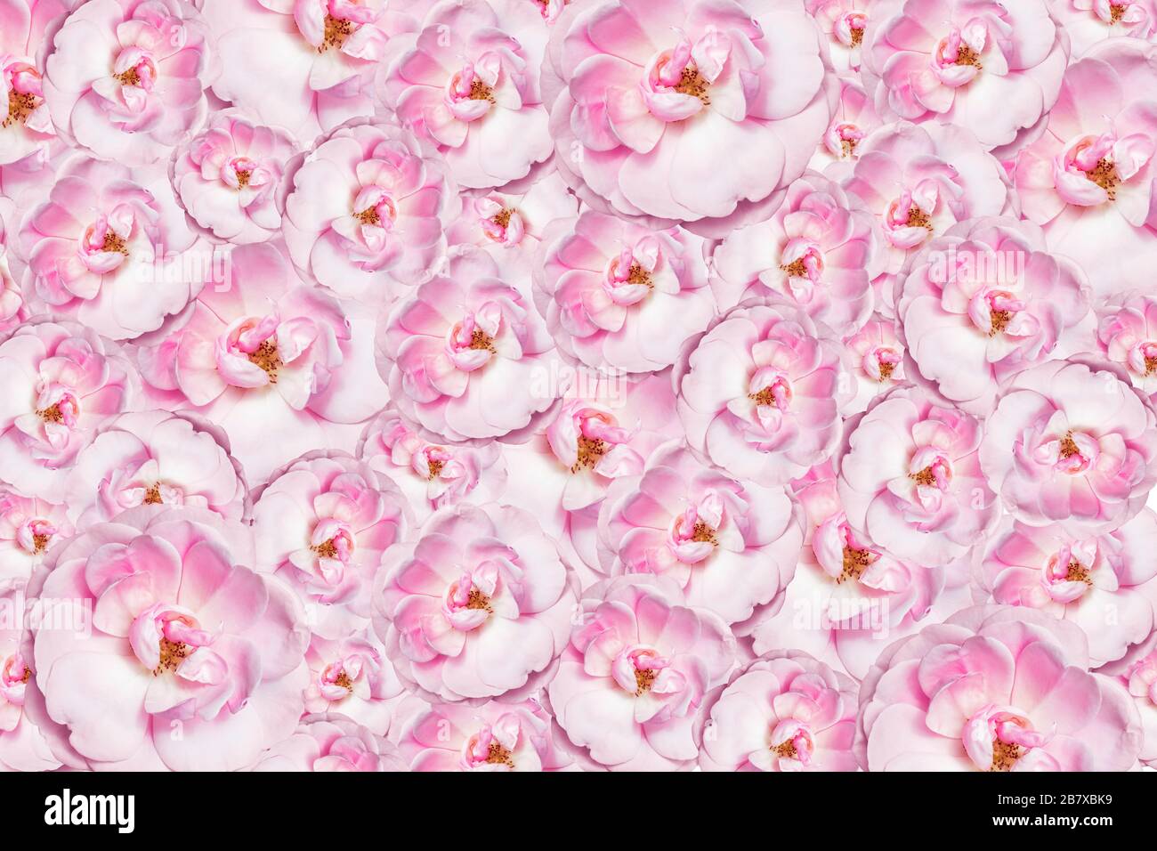 Beautiful background of flowers. Pink Peony. Pattern for design Stock Photo