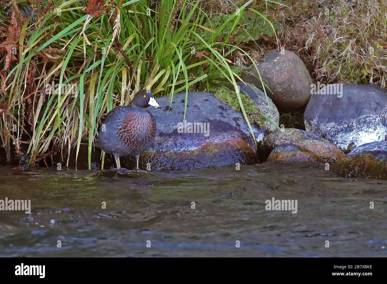 Blue duck, endangered bird of New Zealand Stock Photo