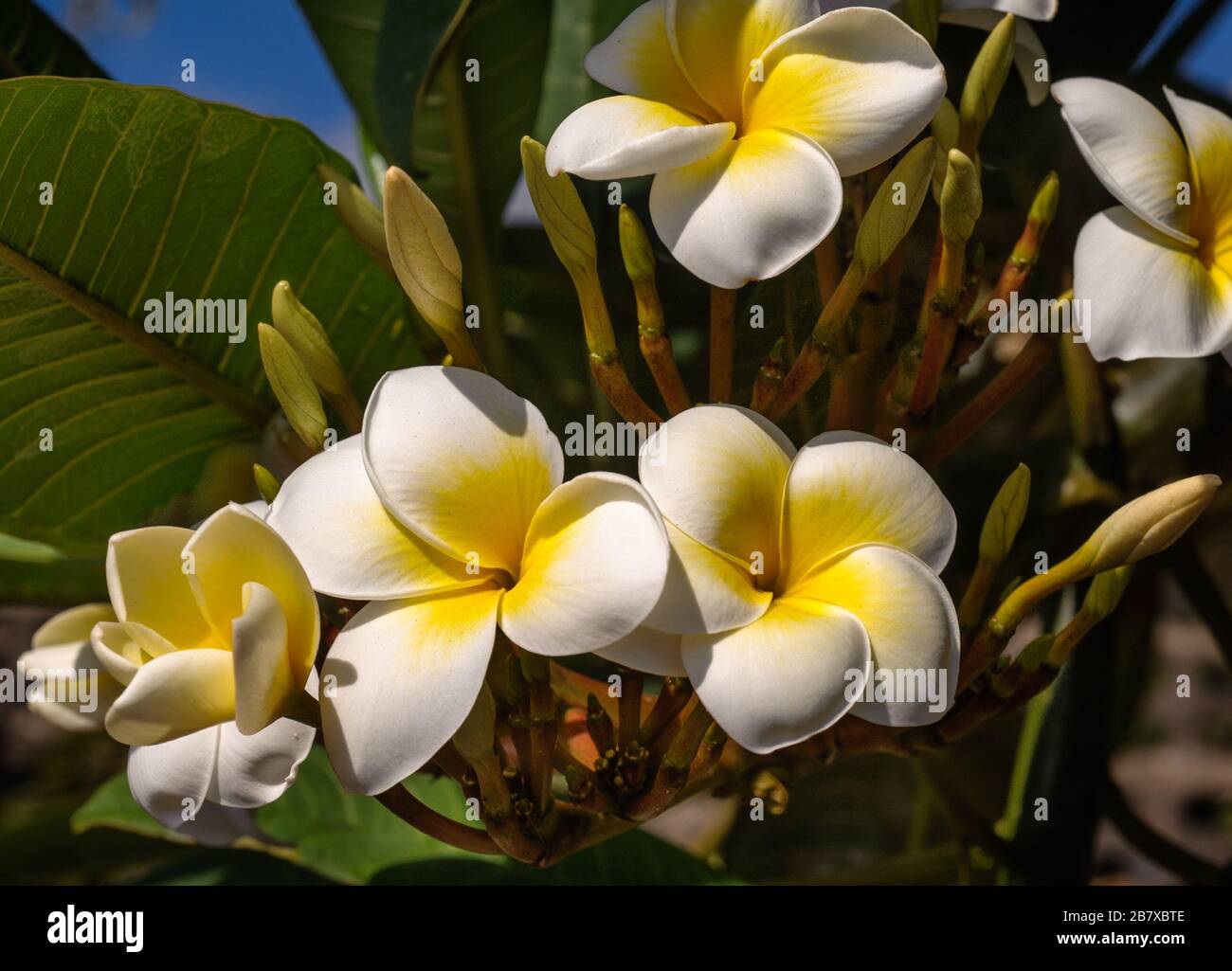 Plumeria alba, very frequent ornamental tree on the Canary Islands Stock Photo