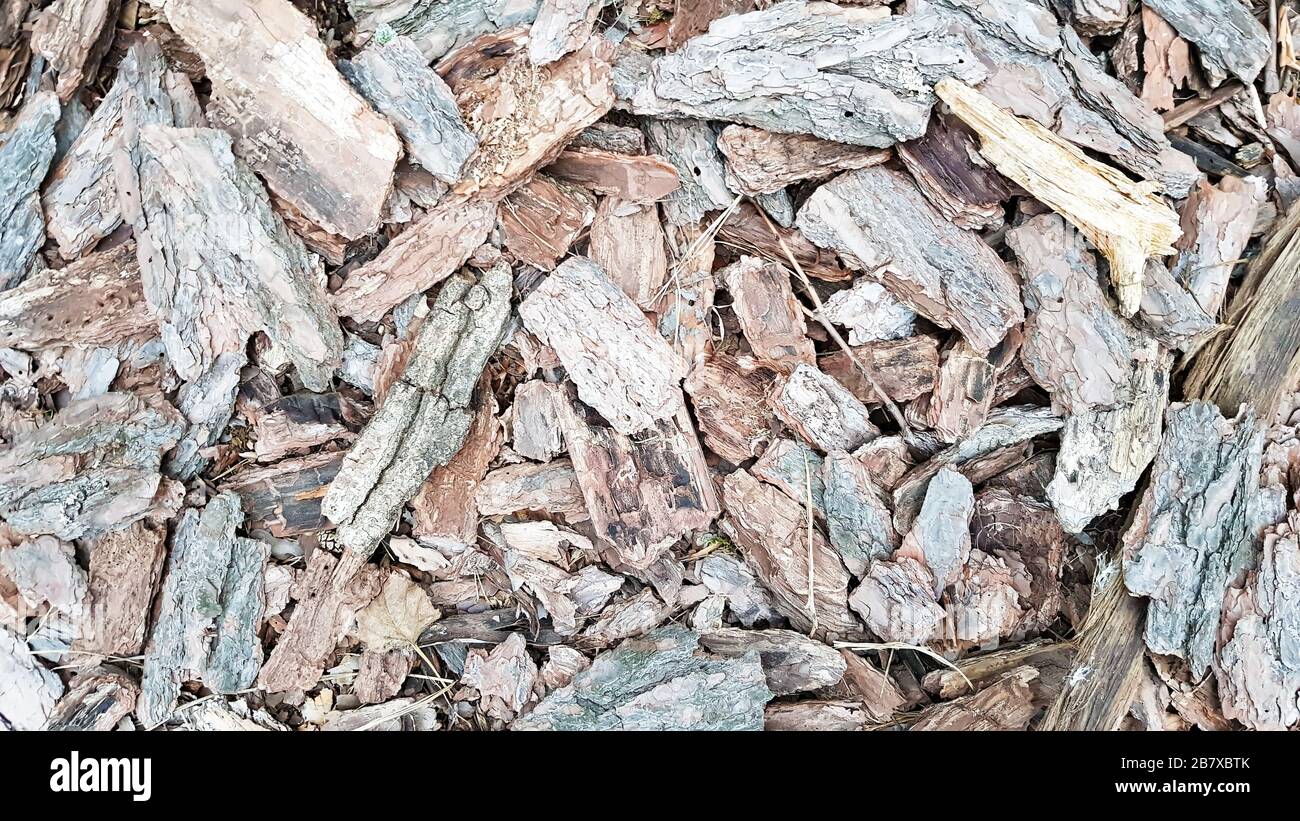 background texture decorative tree bark. Mountain of old cut tree bark close up. Earth ground covered with compost mulch fragment of tree bark fragmen Stock Photo