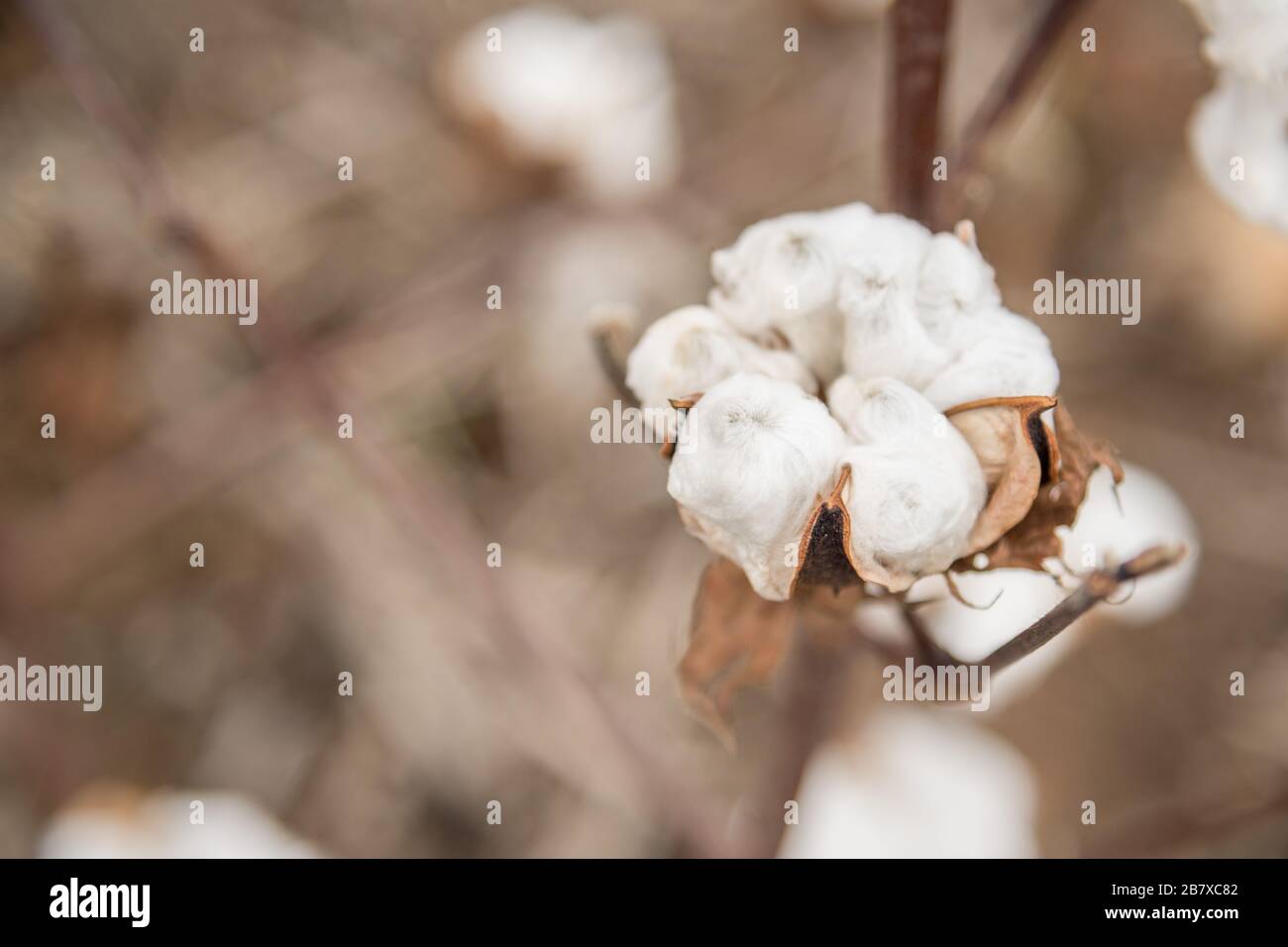 Cotton Plant Close-up Stock Photo - Alamy