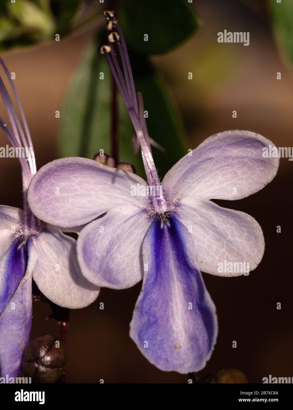 [Clerodendrum ugandense] Stock Photo