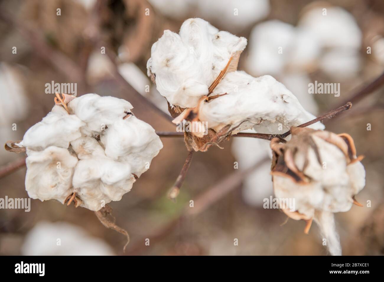 Cotton Plant Closeup Stock Photo Alamy