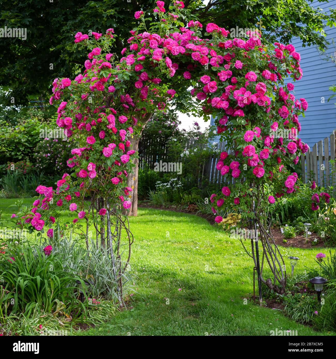 A beautiful rose arbour as an entrance to a backyard garden. Stock Photo