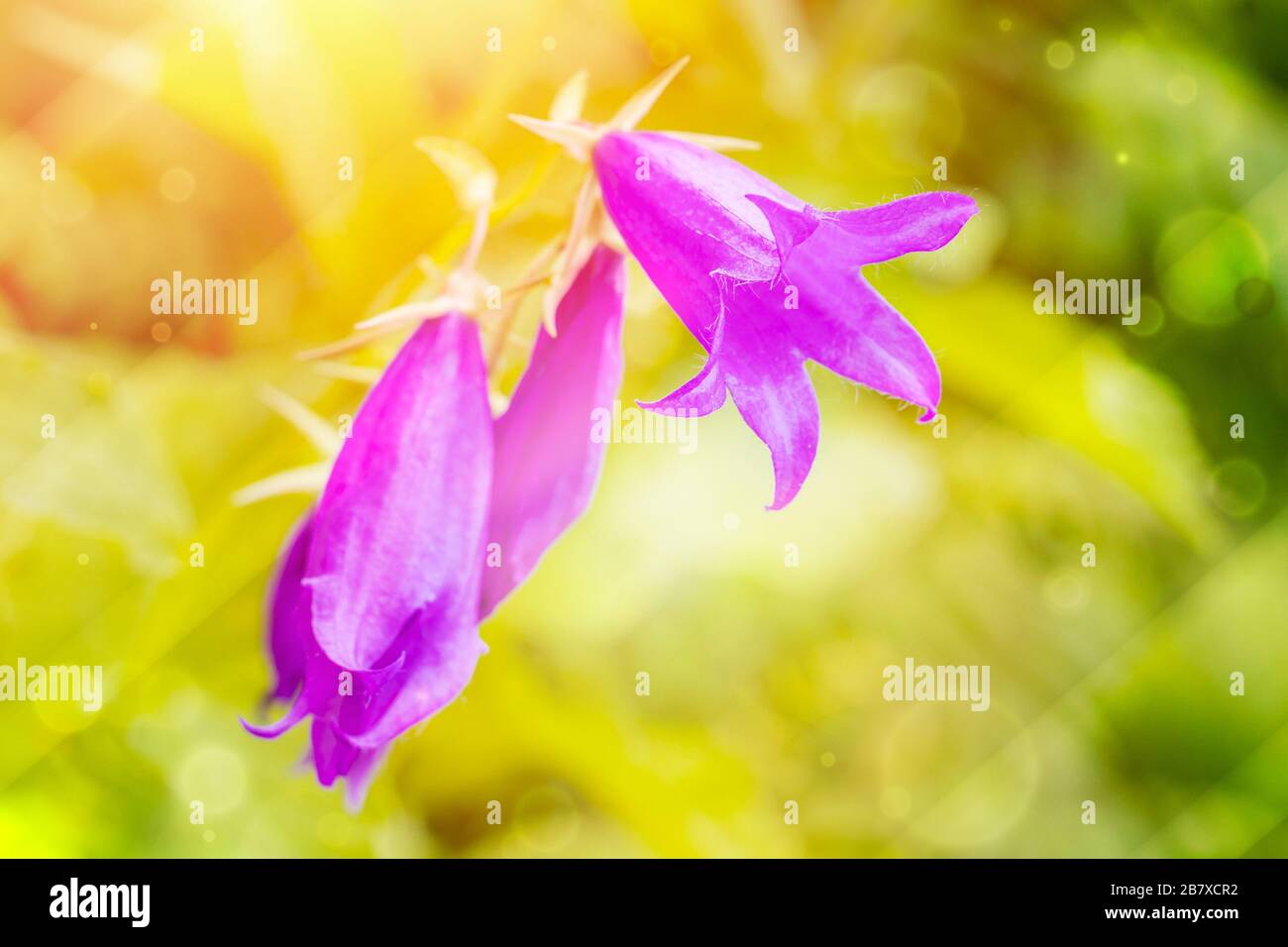 Forest flowers bells on a green background of nature. Copy space. Concept of botany Stock Photo