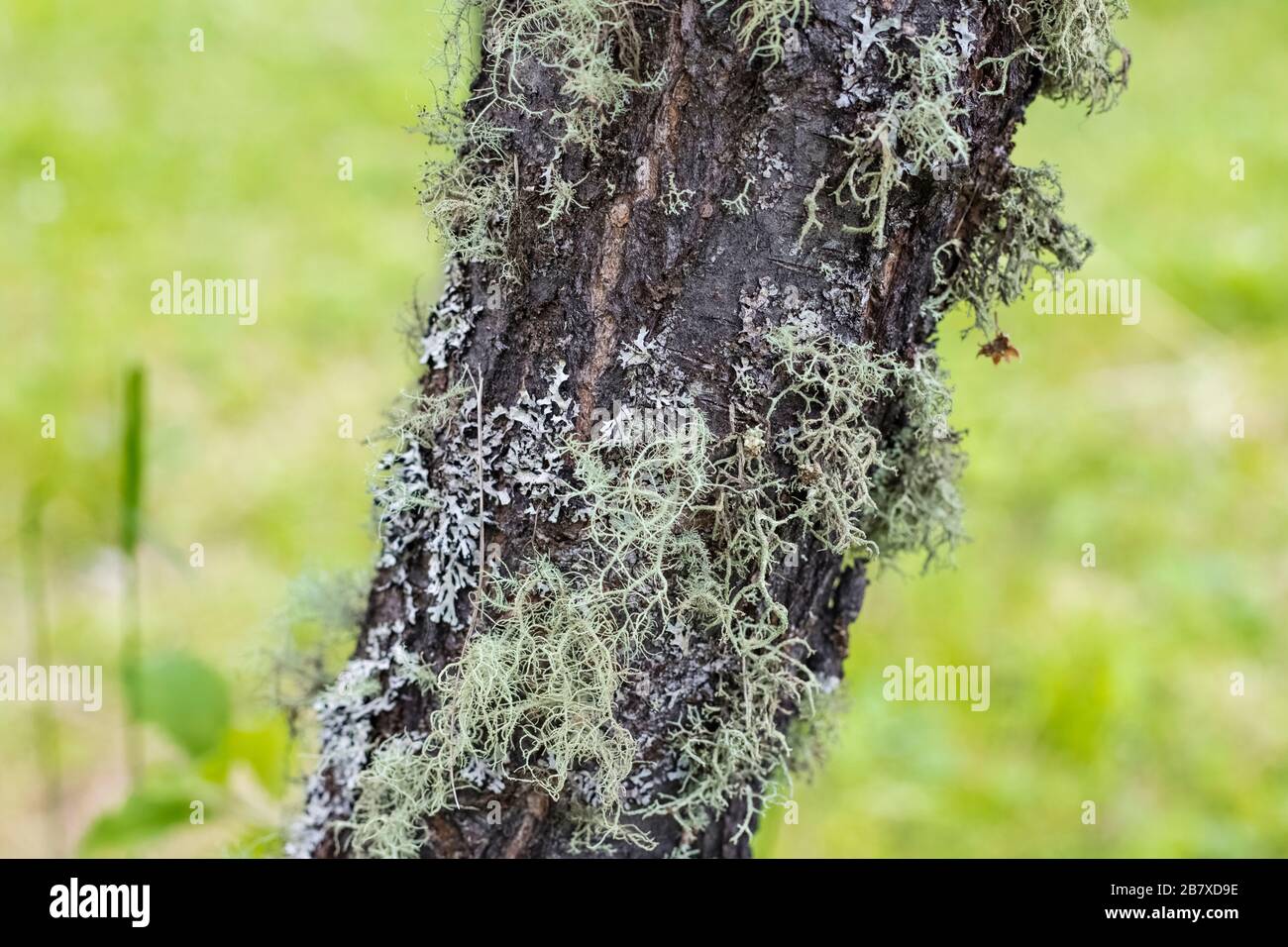 Lichen Parmelia on the bark of a tree. grows on birch. Close up Stock Photo
