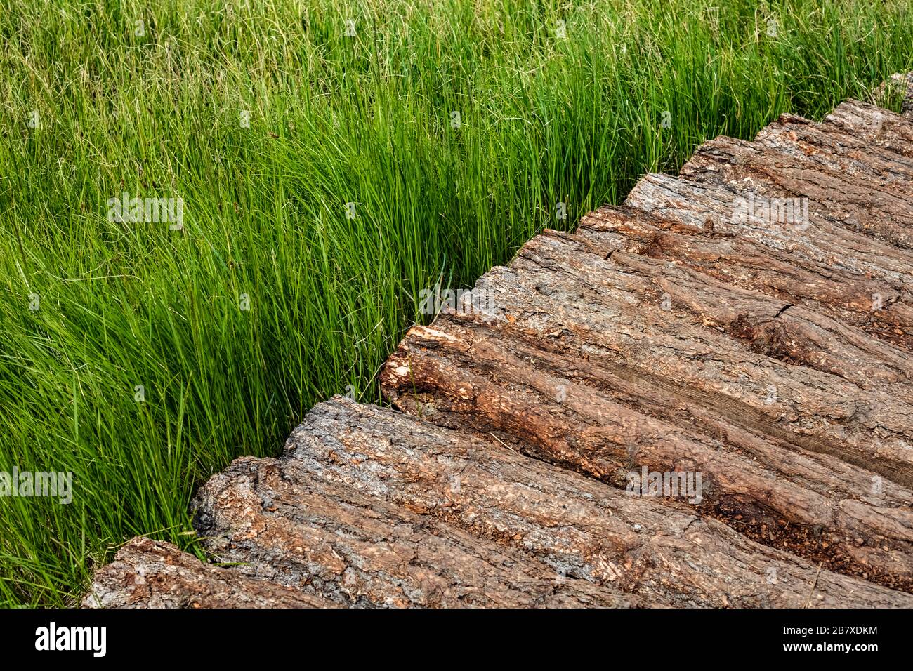 Part of a wooden road through tall grass with copy space. Background Texture Stock Photo