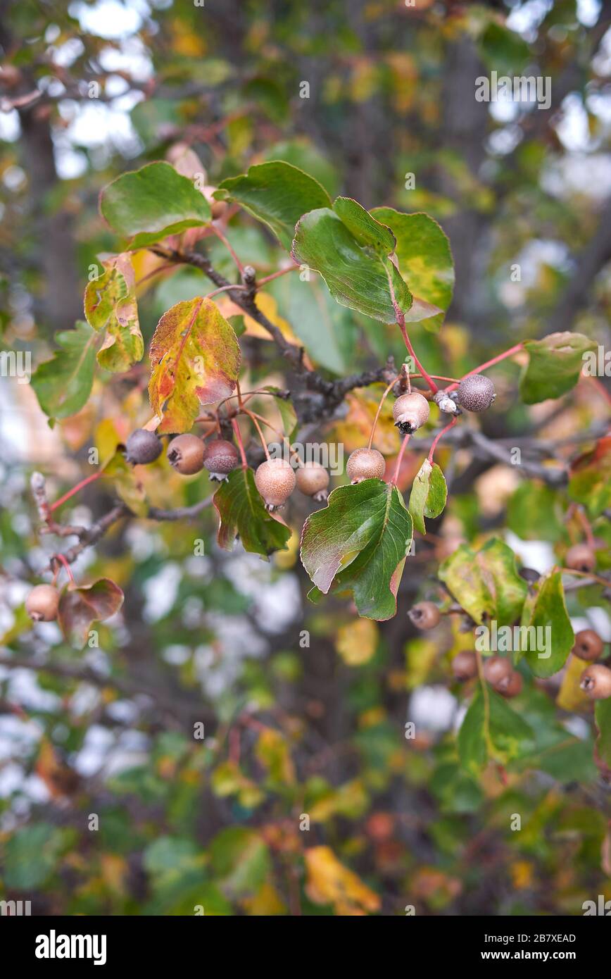 Callery pear tree hires stock photography and images Alamy