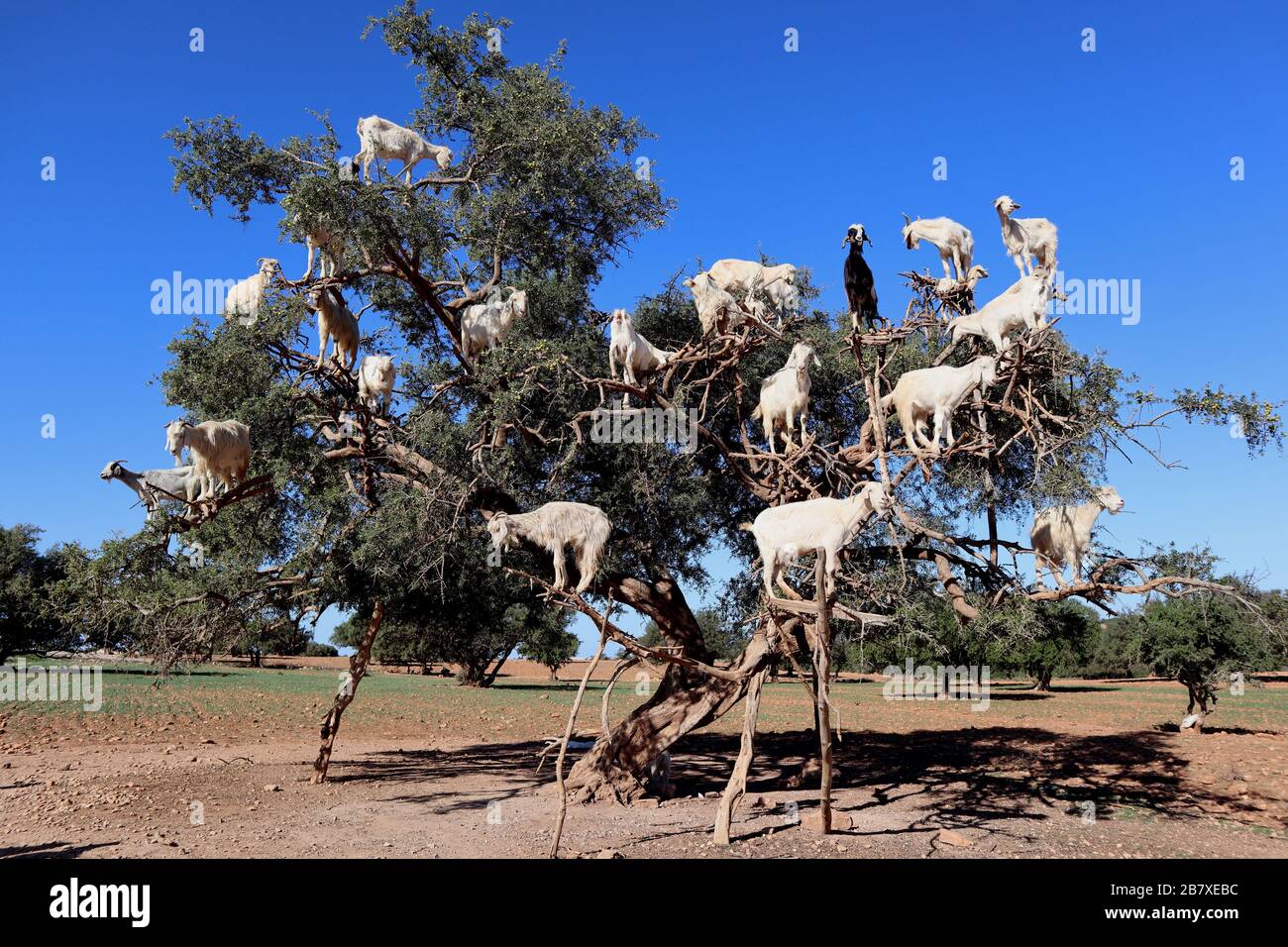 Marrakesh Morocco Goats up a tree eating nuts Stock Photo