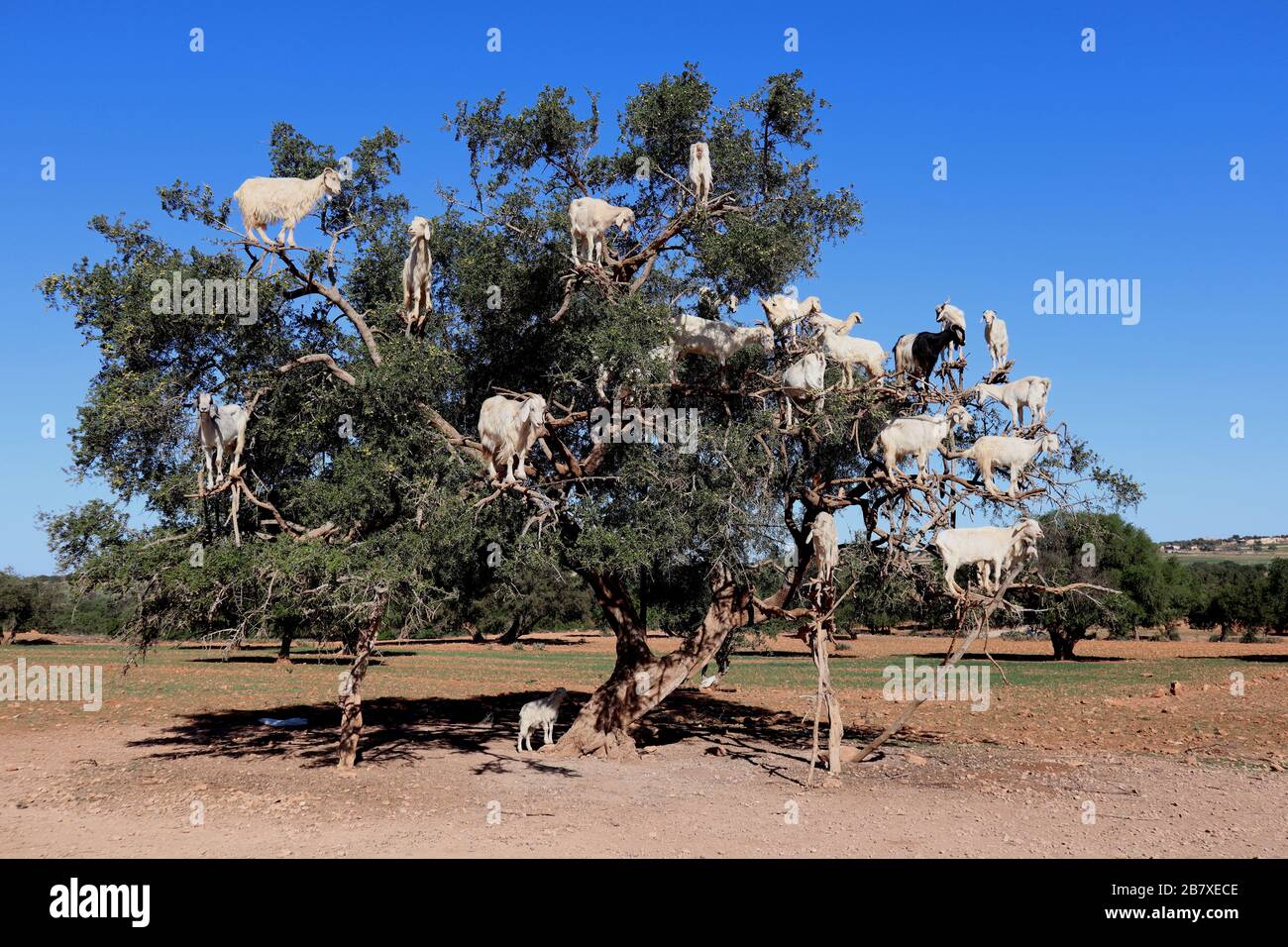 Marrakesh Morocco Goats up a tree eating nuts Stock Photo