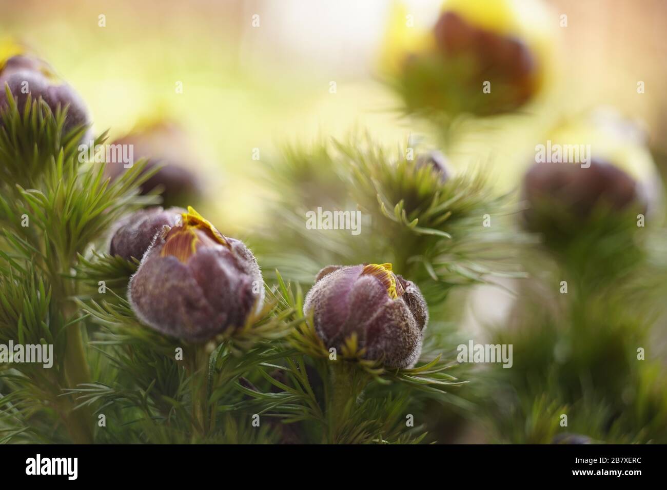 Adonis vernalis flowers grow in the spring garden. Closed young buds in lush green foliage Stock Photo