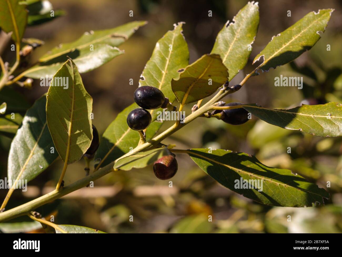 Branch with ripe fruits of Laurus novocanariensis, an endemic Lauraceae of the Canary Islands and Madeira Stock Photo
