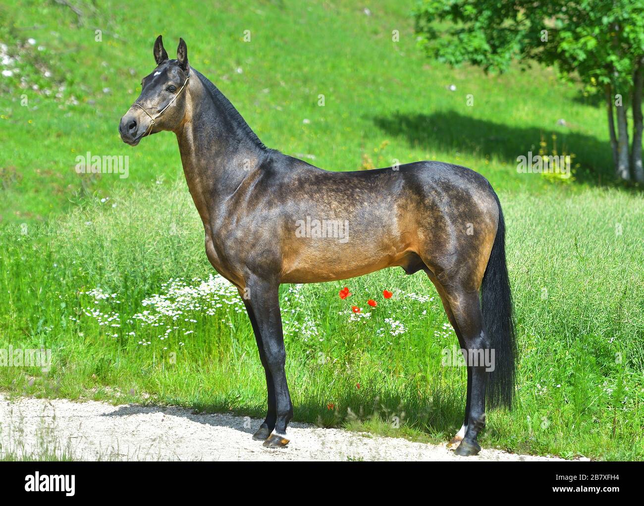 sooty buckskin quarter horse