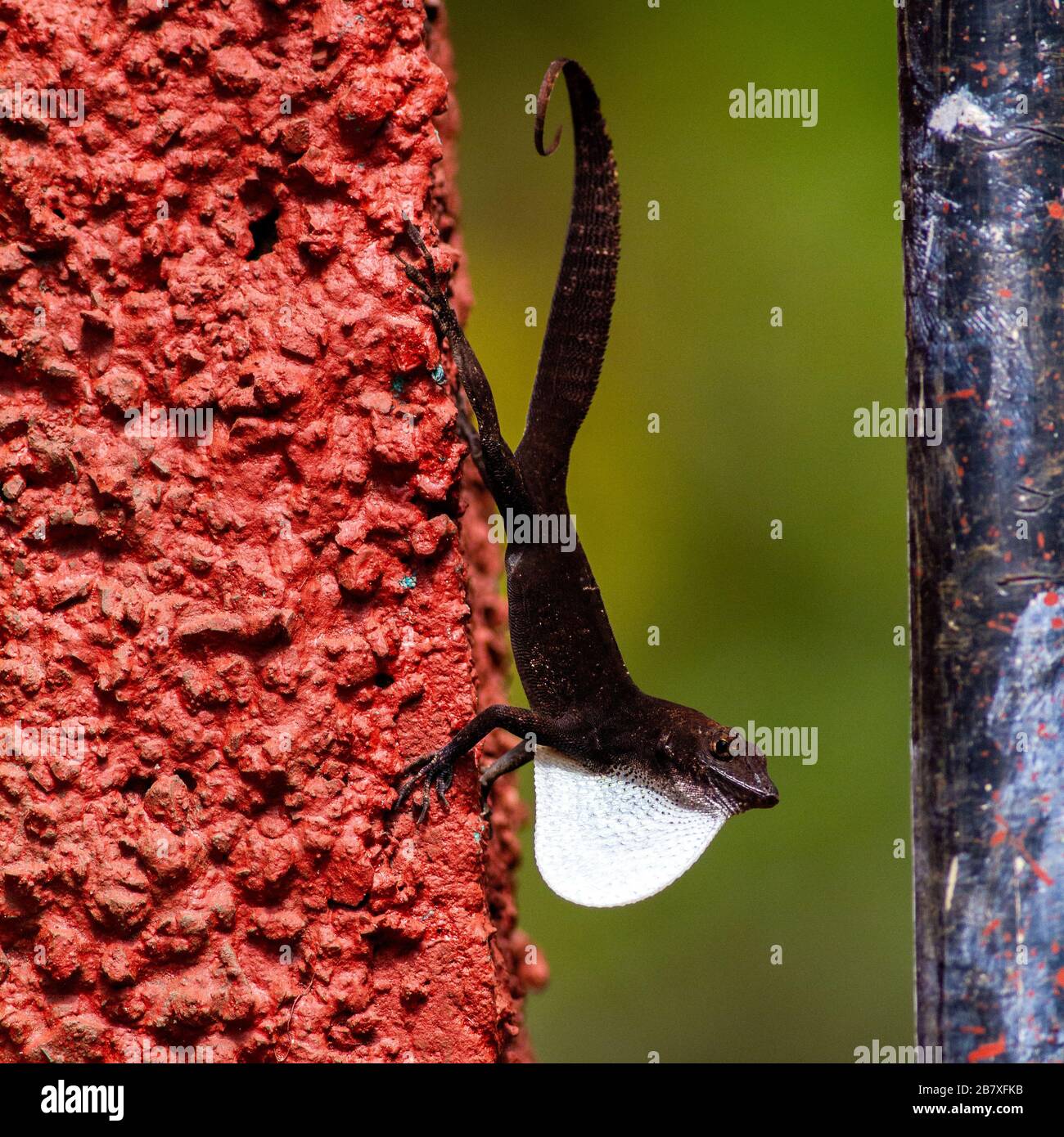 Retracting neck hi-res stock photography and images - Alamy