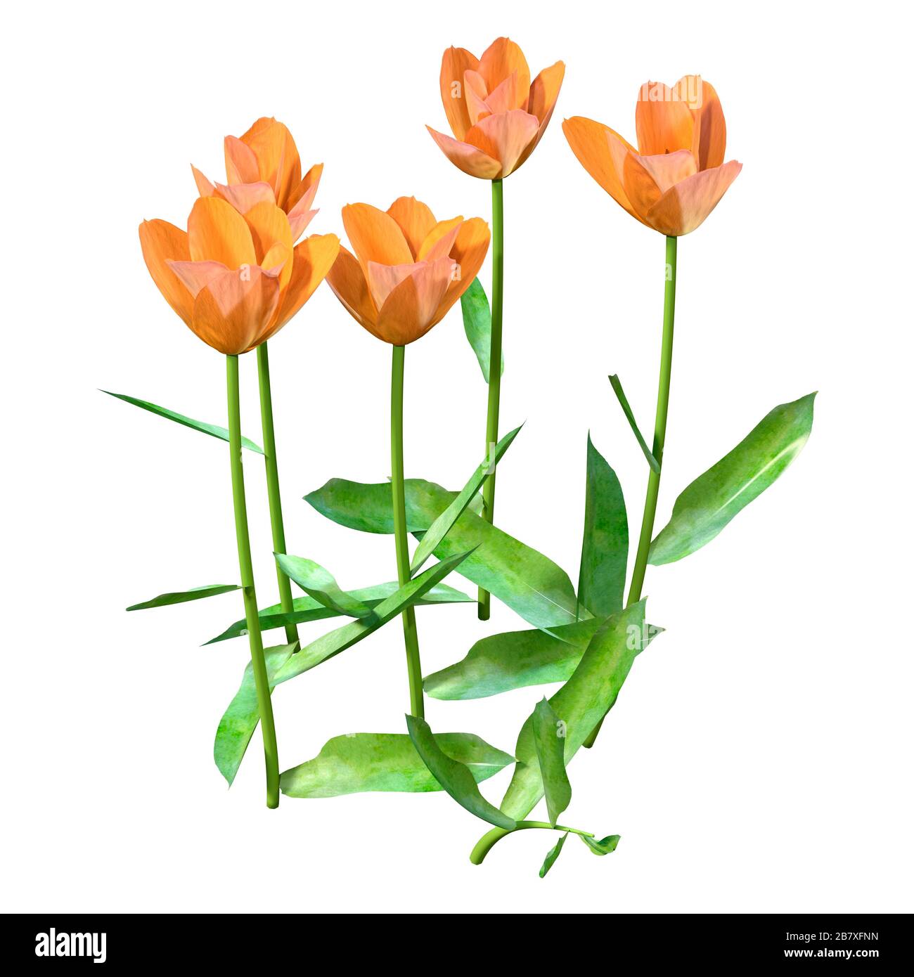 3D illustration of tulip flowers isolated on white background Stock ...
