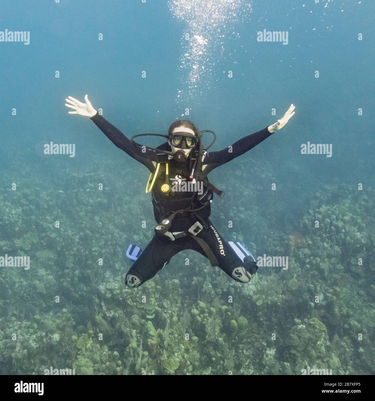 Female scuba diver underwater, Aquario Dive Site, Roatan, Honduras ...