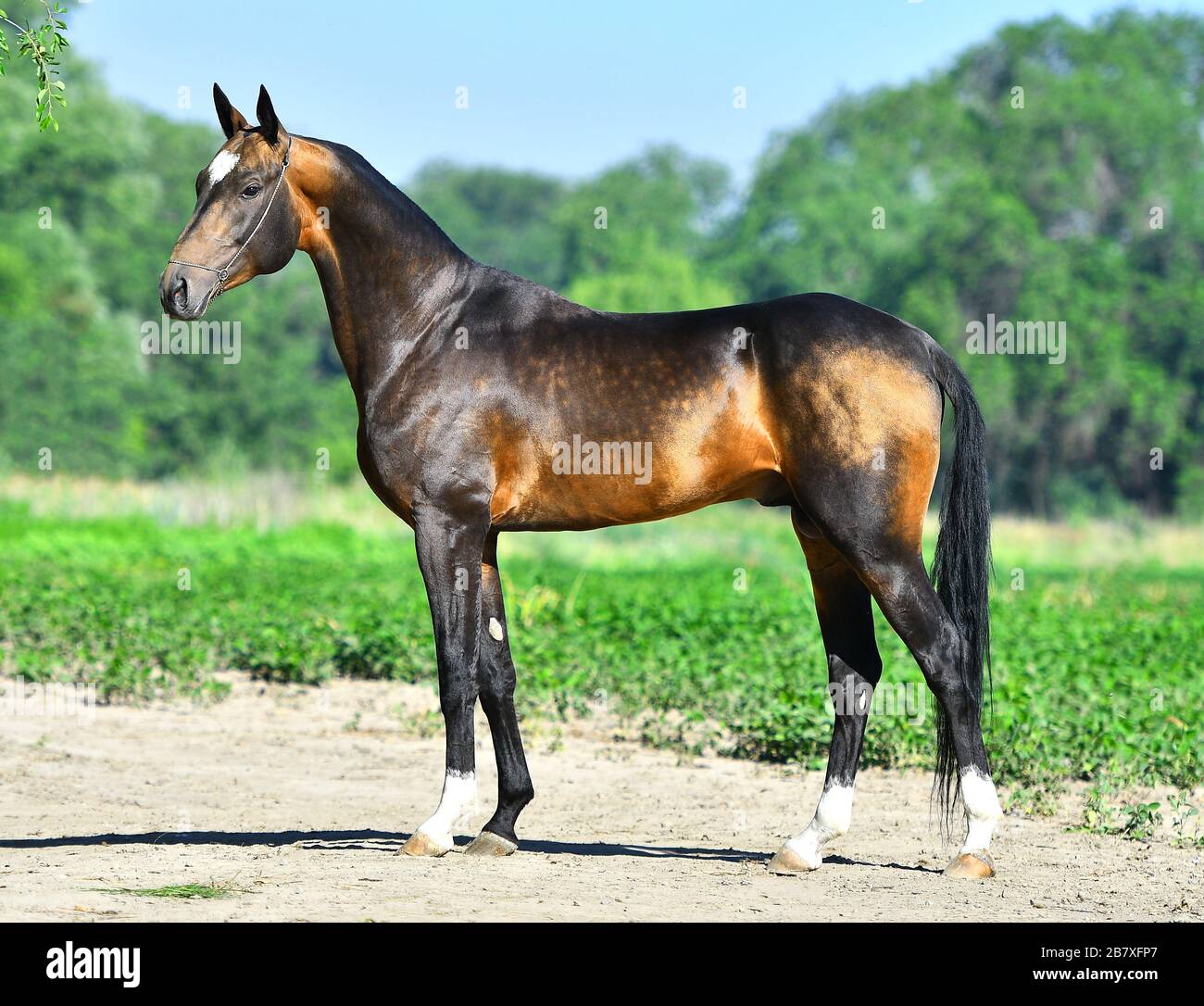 dark-buckskin-akhal-teke-stallion-posing-in-the-green-field-2B7XFP7.jpg