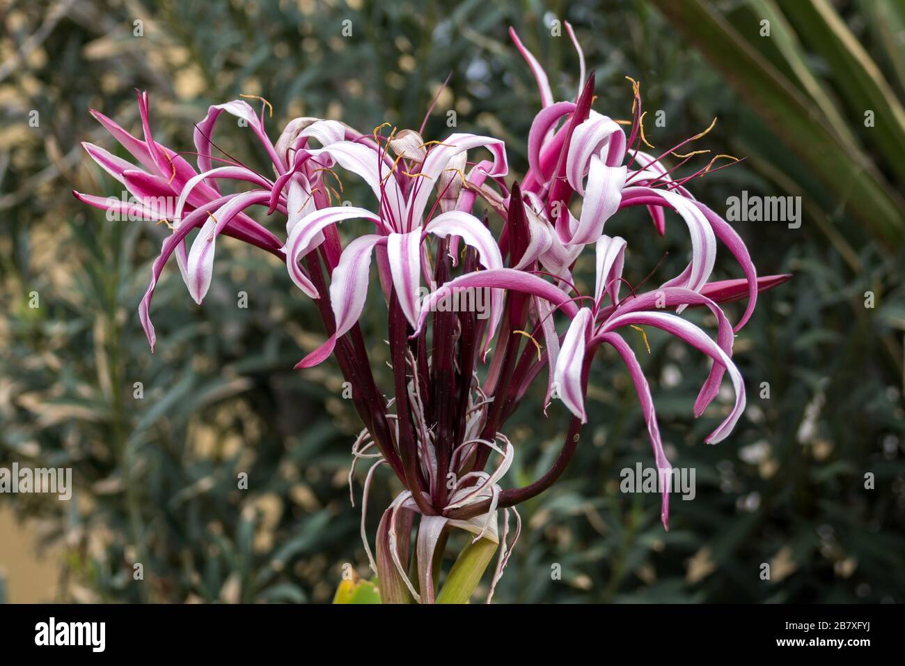 Magenta Crinum Lily flowering in Tenerife Stock Photo