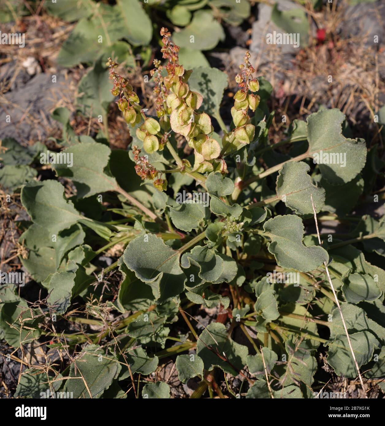 Rumex vesicarius is a frequent annual in the subtropical zone of the Canary Islands Stock Photo