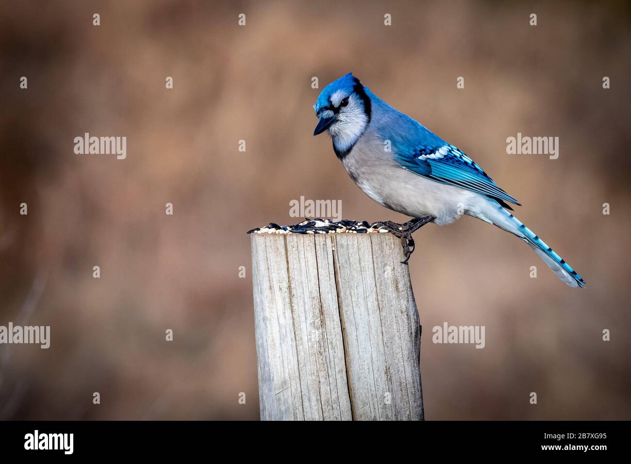 Blue Jay (Cyanocitta cristata) sitting on a pole Stock Photo - Alamy