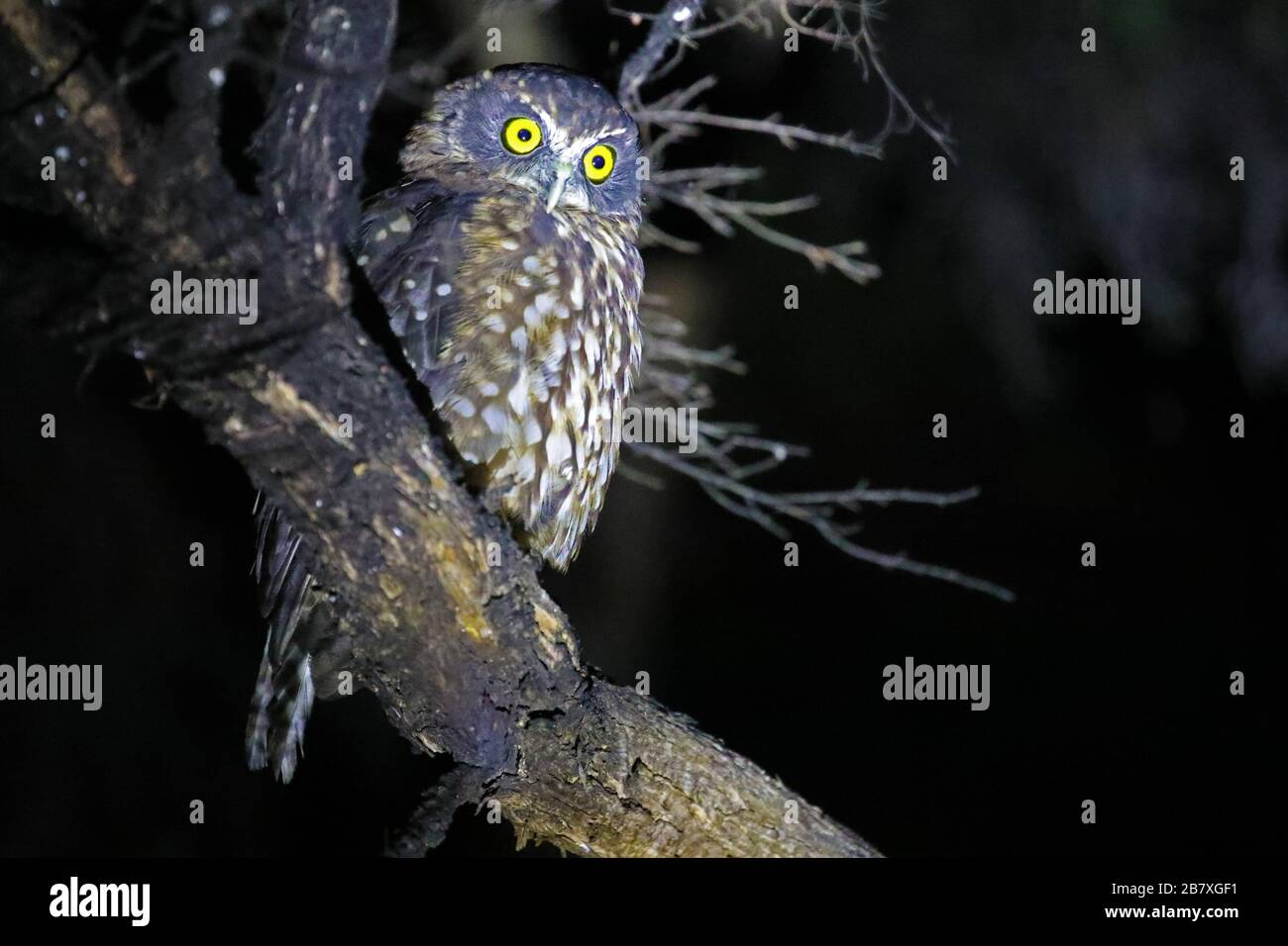 Morepork, owl of New Zealand Stock Photo