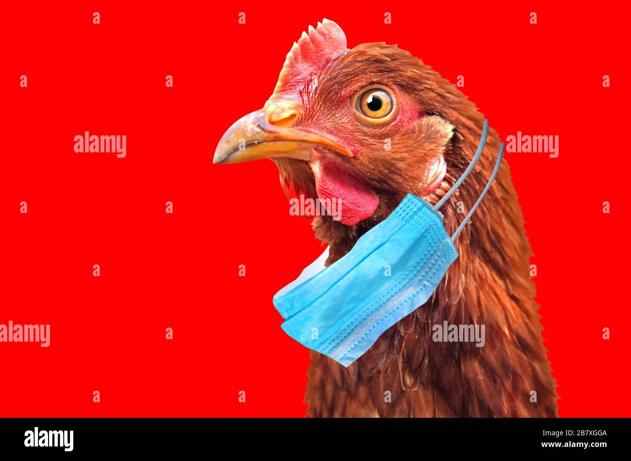 Bird flu H5N1 in China concept with chicken portrait and medical protective mask. Stock Photo