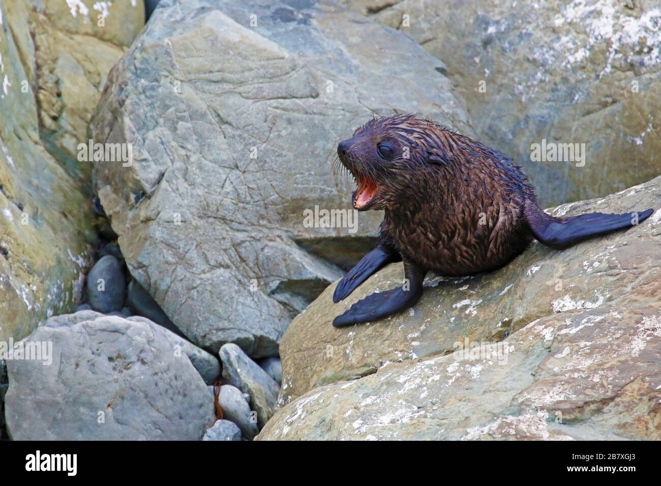 New Zealand fur seal pup calling mom Stock Photo