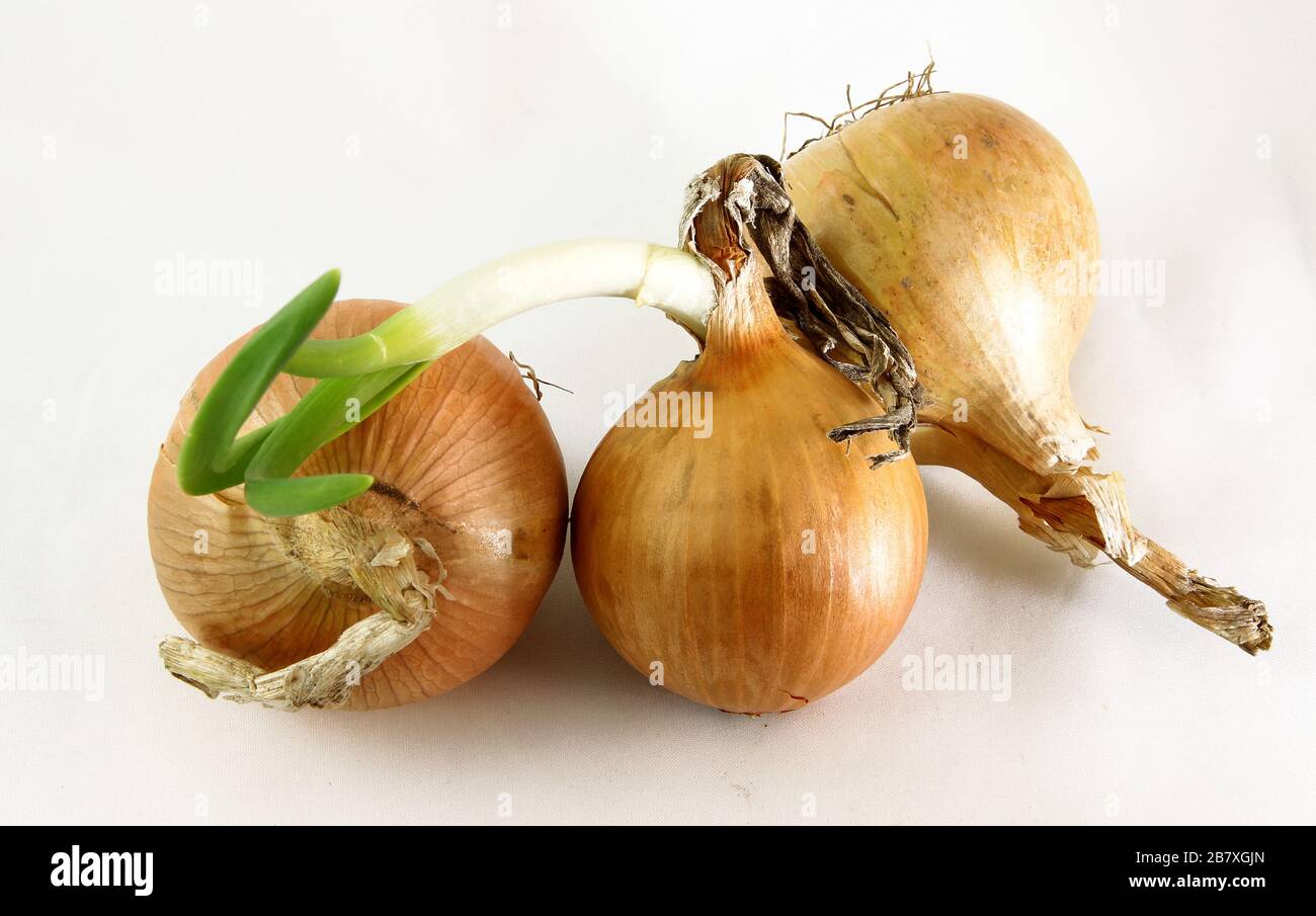 Three bulbs are isolated on a white background. Spring vitamins Stock Photo