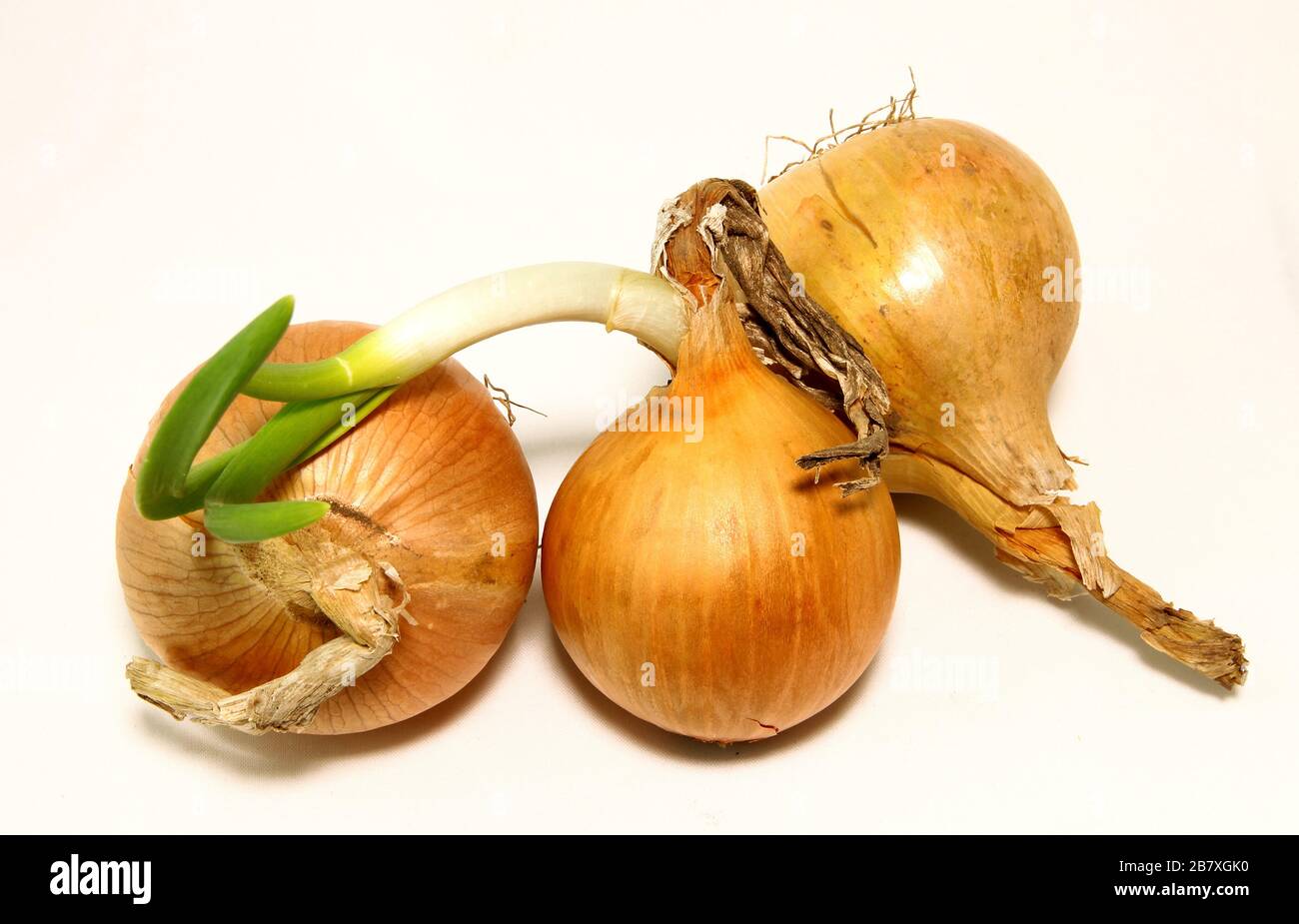 Three bulbs are isolated on a white background. Spring vitamins Stock Photo