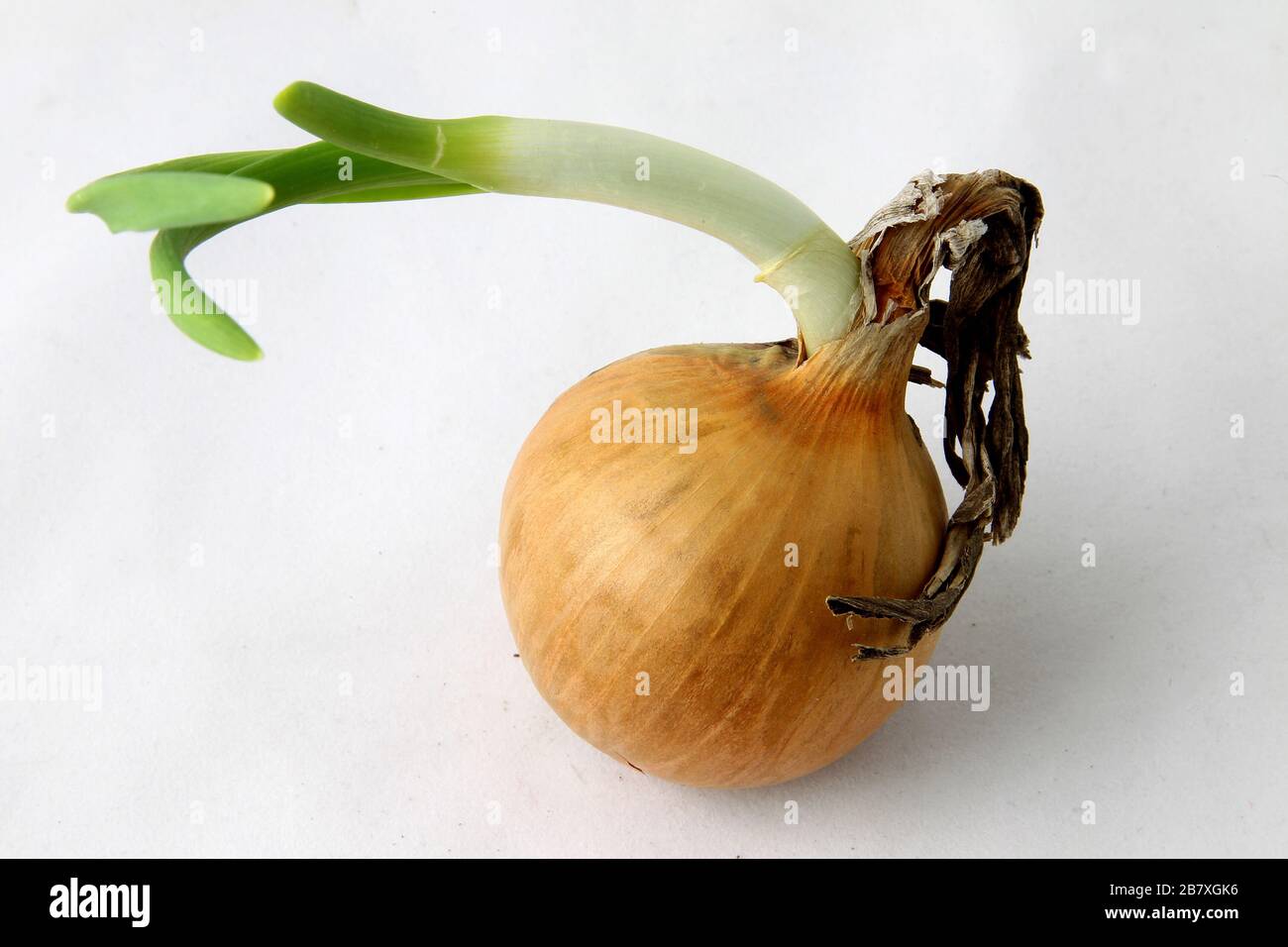 Three bulbs are isolated on a white background. Spring vitamins Stock Photo