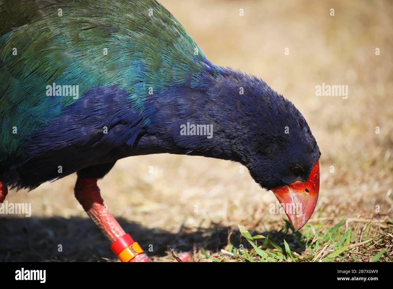 Profile of South Island takahe, Endemic New Zealand bird Stock Photo
