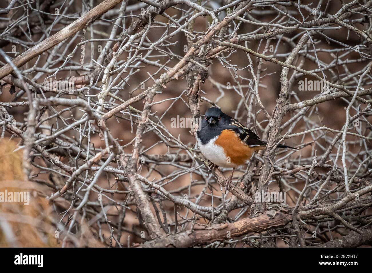 Spotted Towhee (Pipilo maculatus) in a thicket Stock Photo