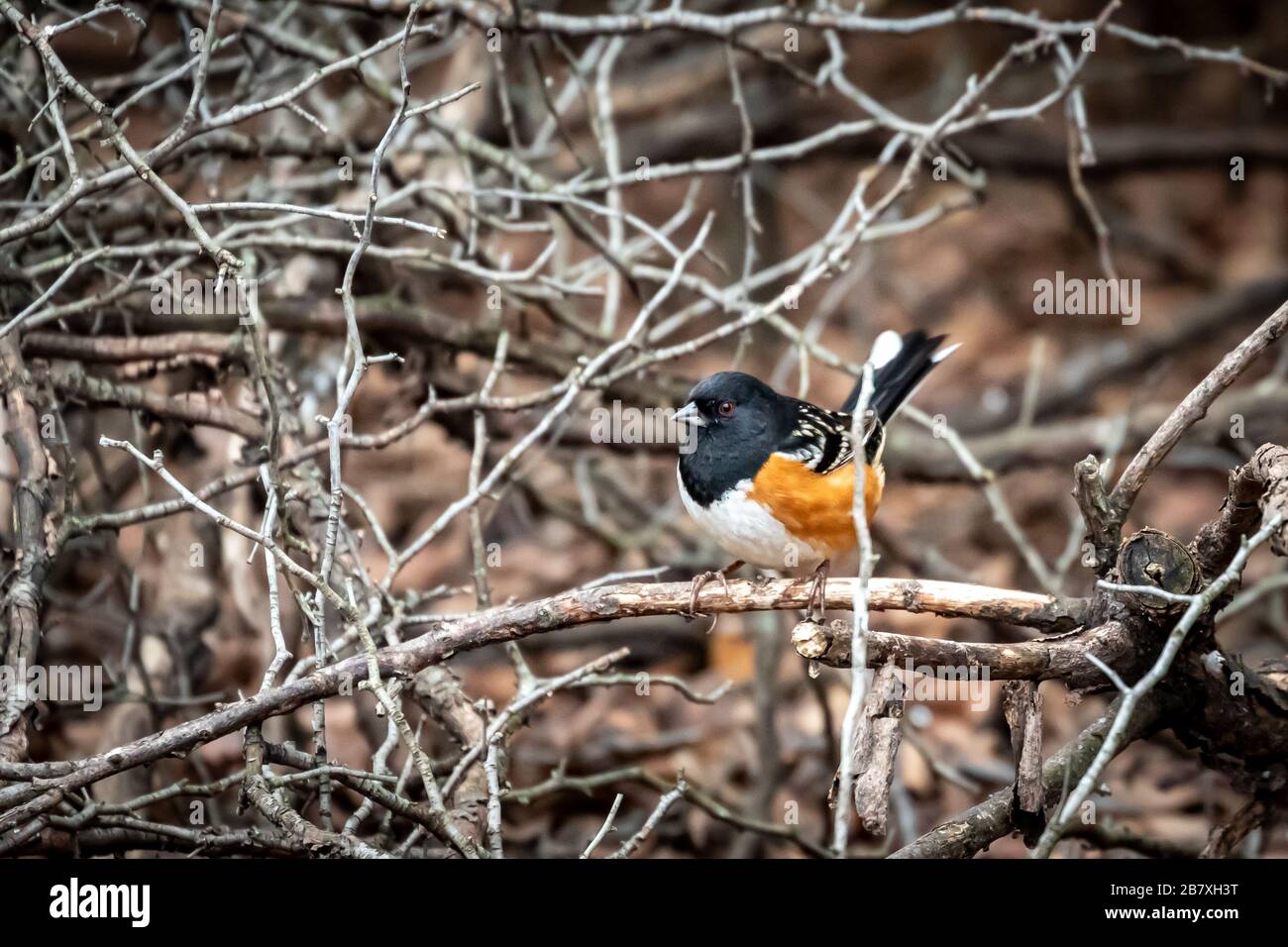 Spotted Towhee (Pipilo maculatus) in a thicket Stock Photo