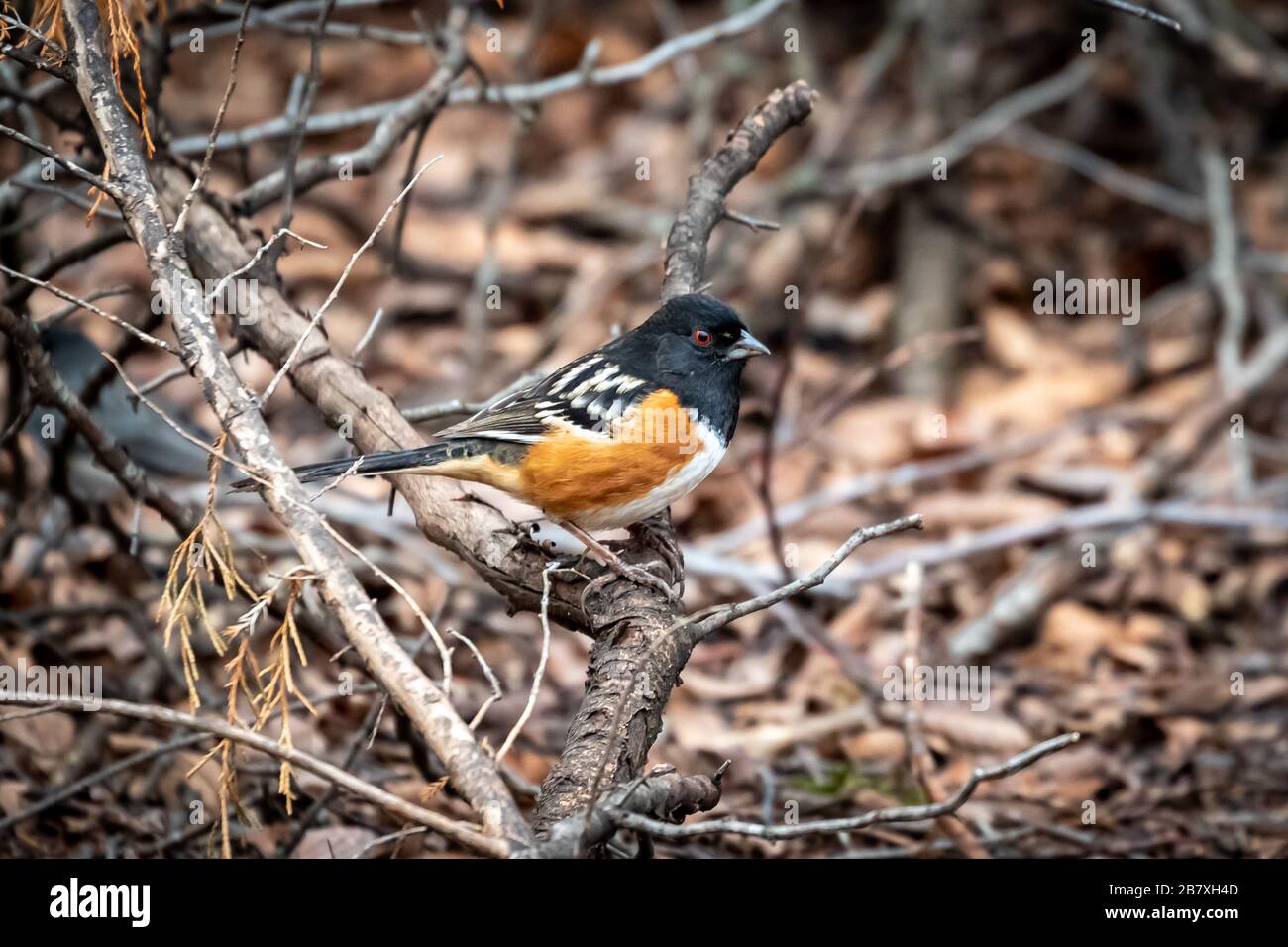 Spotted Towhee (Pipilo maculatus) in a thicket Stock Photo