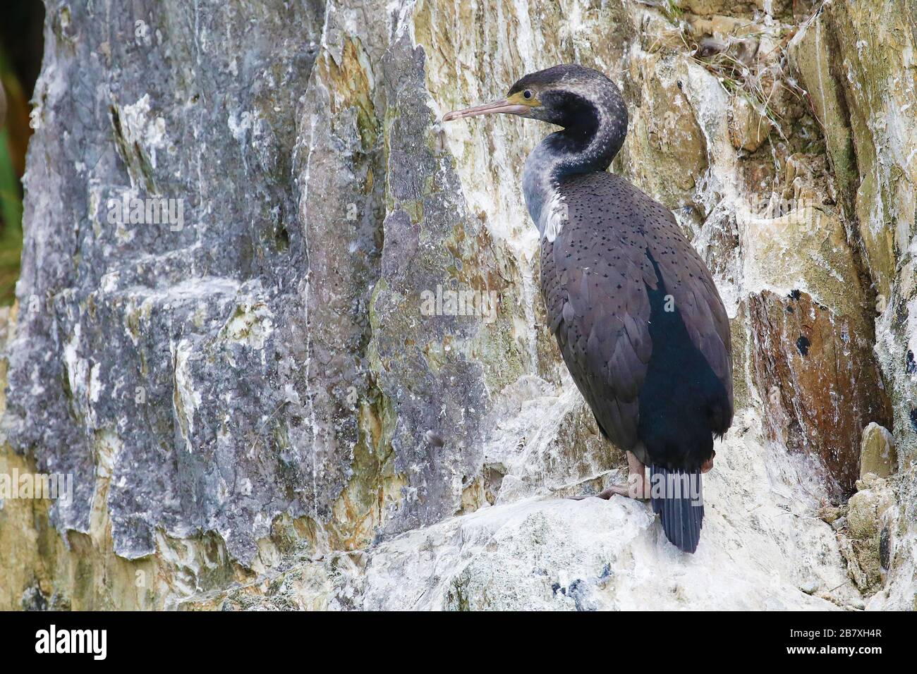 Spotted shag on a rock, New Zealand Stock Photo