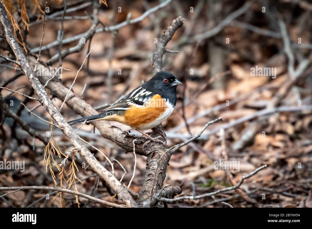 Spotted Towhee (Pipilo maculatus) in a thicket Stock Photo